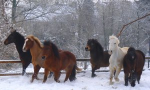 Poneys